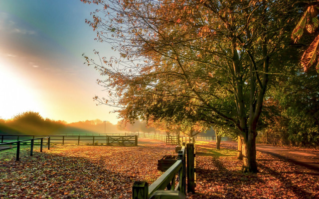 Fence tree autumn leaves sunset free wallpaper for desktop - medium preview image