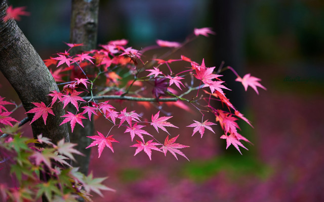 Pink leaves forest purple flowers free wallpaper for desktop - medium preview image