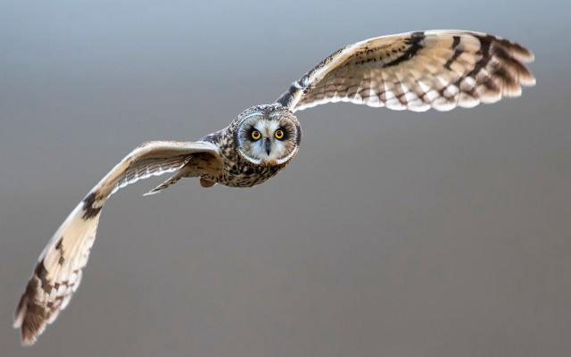 Bird flying wings spread wide free wallpaper for desktop - medium preview image