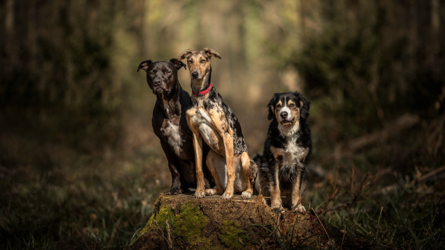Three dogs forest outdoor animal free wallpaper for desktop - medium preview image