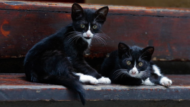 Black white kittens wooden bench free wallpaper for desktop - medium preview image