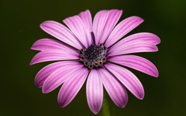Purple flower closeup green background #3 free wallpaper for desktop - medium preview image