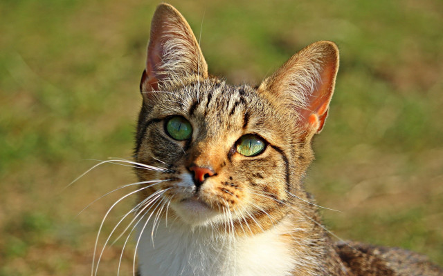 Cat green eyes looking up #3 free wallpaper for desktop - medium preview image