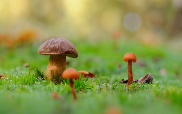 Mushrooms green field nature blurry free wallpaper for desktop - medium preview image