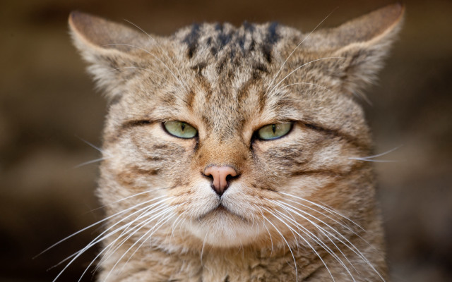 Cat green eyes whiskers angry free wallpaper for desktop - medium preview image