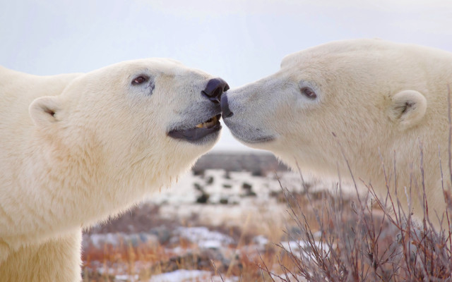 Polar bears nose touch ecological free wallpaper for desktop - medium preview image
