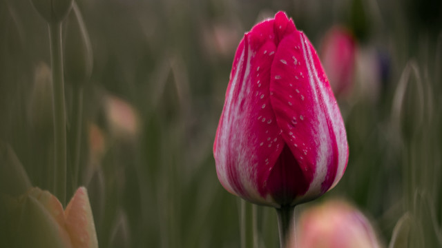 Pink flower white spot grass free wallpaper for desktop - medium preview image
