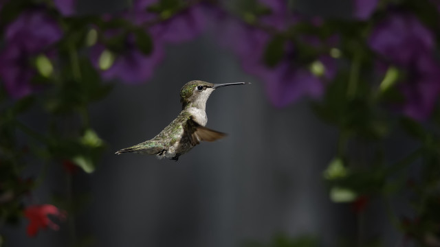 Hummingbird purpleflowers bokeh macro plant free wallpaper for desktop - medium preview image