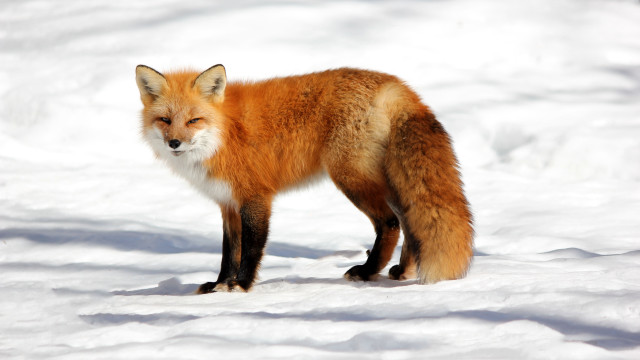 Red fox snow outdoors realistic #2 free wallpaper for desktop - medium preview image