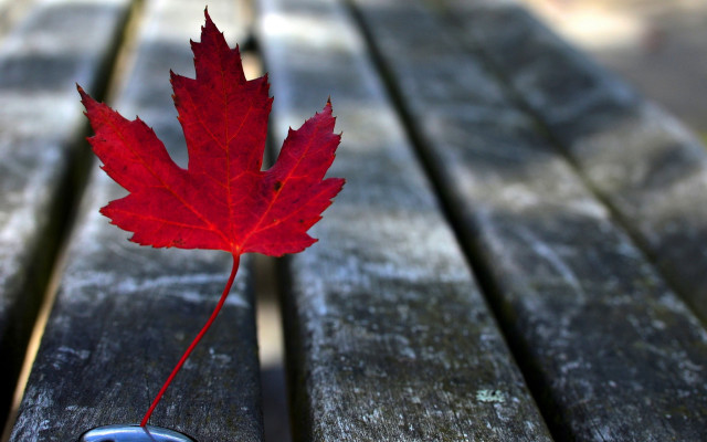 Red leaf bench cellphone macro free wallpaper for desktop - medium preview image
