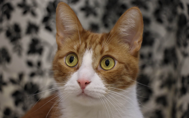 White cat yellow eyes blurry free wallpaper for desktop - medium preview image