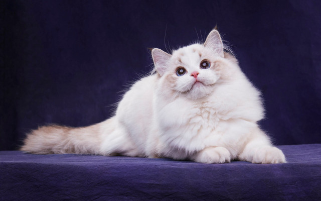 White cat blue background curious free wallpaper for desktop - medium preview image