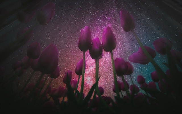 Purple tulips starry sky aurora free wallpaper for desktop - medium preview image