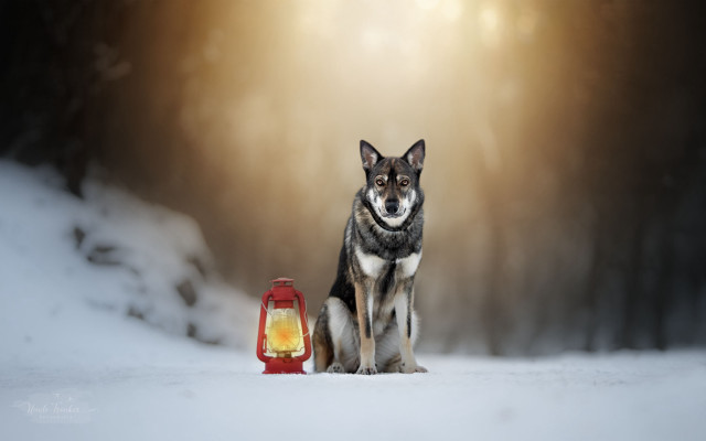Dog lantern snow light blurry free wallpaper for desktop - medium preview image