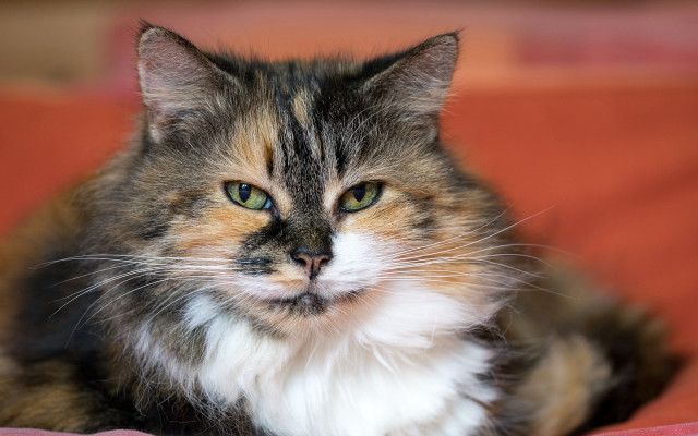 Cat whitepatch brownpatch bed superflat free wallpaper for desktop - medium preview image