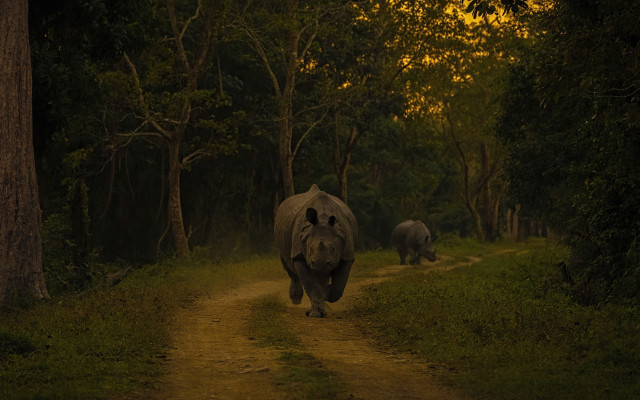 Elephants walking dirt road woods free wallpaper for desktop - medium preview image