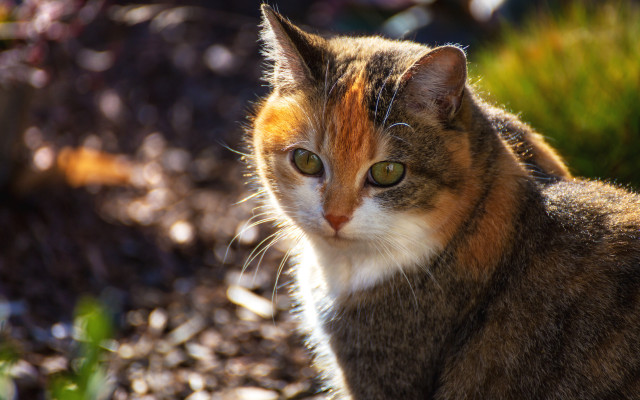 Cat green eyes rock outdoors free wallpaper for desktop - medium preview image