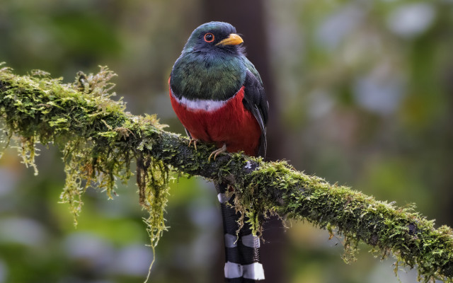Colorful bird mossy branch forest free wallpaper for desktop - medium preview image