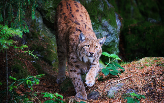 Lynx forest green leaves rocks free wallpaper for desktop - medium preview image