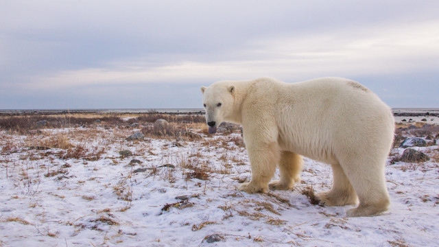 Polar bear snowy field ecological free wallpaper for desktop - medium preview image