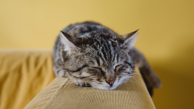 Sleeping cat couch blurry photorealistic free wallpaper for desktop - medium preview image