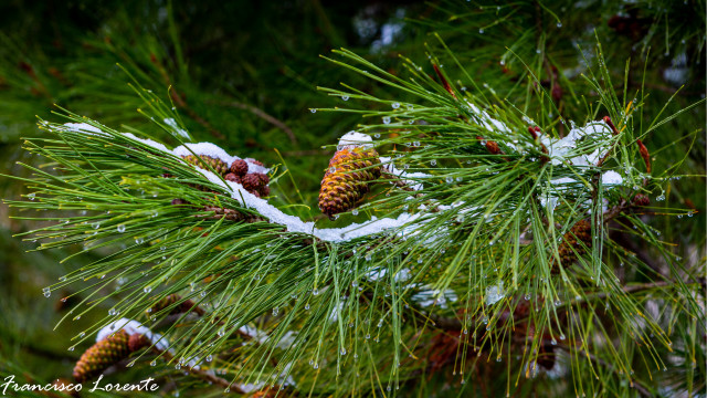 Pine tree snow cones bush free wallpaper for desktop - medium preview image