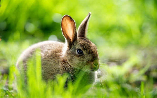 Sad rabbit grass blue eyes free wallpaper for desktop - medium preview image