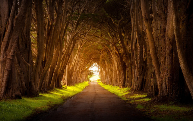 Tunnel of trees road grass free wallpaper for desktop - medium preview image