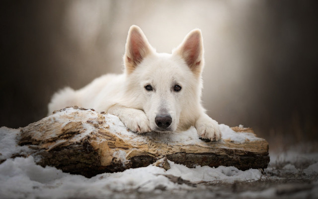 White dog snow log resting free wallpaper for desktop - medium preview image