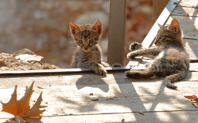 Kittens playing wooden deck sunny free wallpaper for desktop - medium preview image