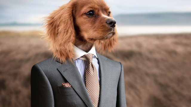 Dog suit tie beach blurry free wallpaper for desktop - medium preview image