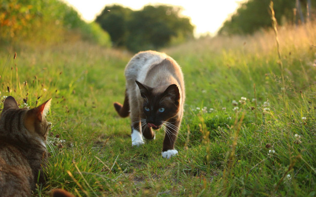 Cat grass animals blurry depthfield free wallpaper for desktop - medium preview image