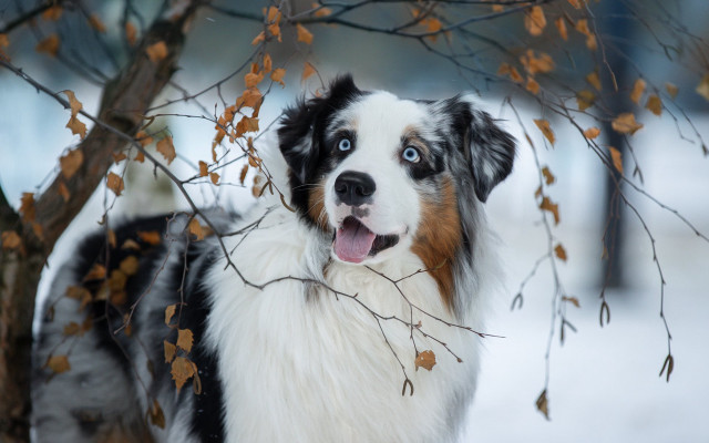 Dog snow autumn leaves tree free wallpaper for desktop - medium preview image