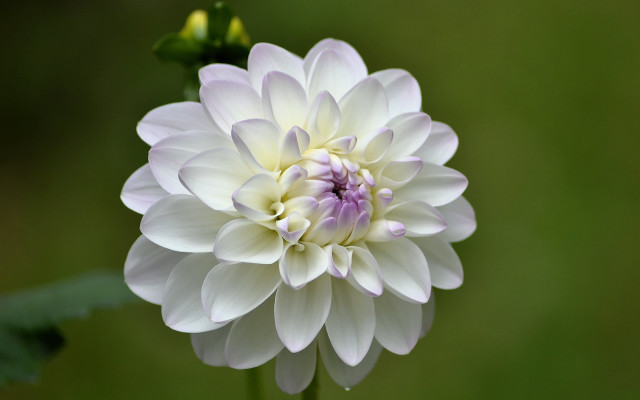 White flower purple center macro free wallpaper for desktop - medium preview image