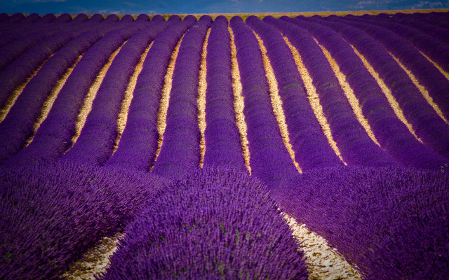 Lavender field blue sky impressionist free wallpaper for desktop - medium preview image