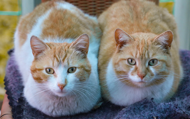 Cats sitting on blanket smiling free wallpaper for desktop - medium preview image