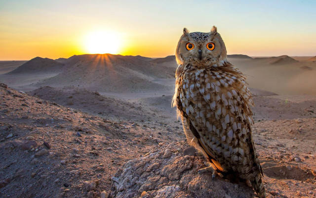 Owl desert sunset mountains rock free wallpaper for desktop - medium preview image