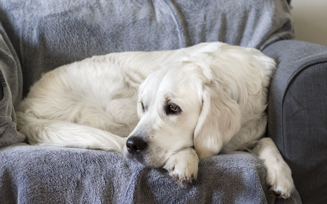 White dog couch blanket elkevogelsang free wallpaper for desktop - medium preview image