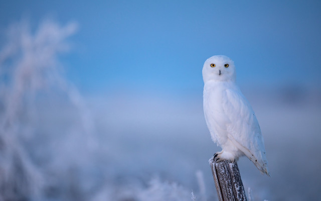 White owl perched snow blue free wallpaper for desktop - medium preview image