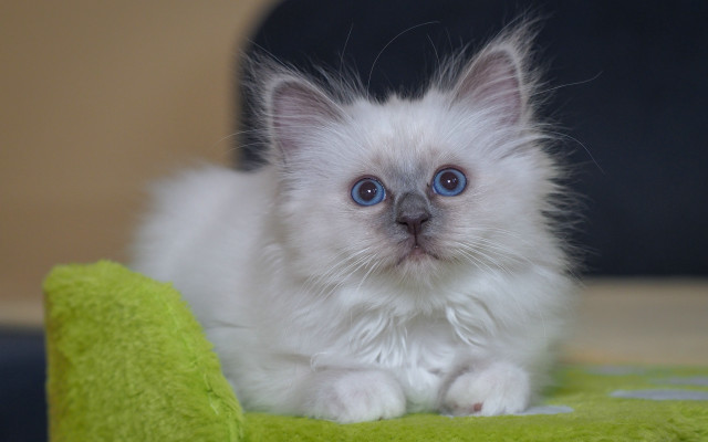 White kitten blue eyes green free wallpaper for desktop - medium preview image