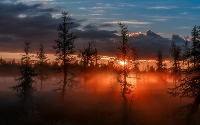 Sunset trees fog misty clouds free wallpaper for desktop - medium preview image