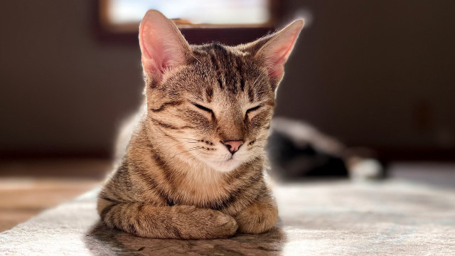 Sleeping cat blurry background photorealistic #2 free wallpaper for desktop - medium preview image