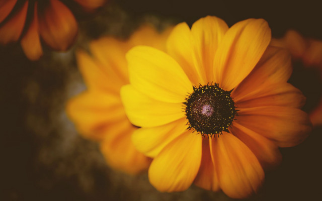 Yellow flower brown black center free wallpaper for desktop - medium preview image