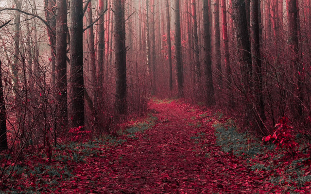 Forest path red leaves neo free wallpaper for desktop - medium preview image