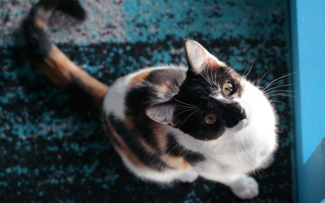 Cat upward stare artnouveau 3d free wallpaper for desktop - medium preview image