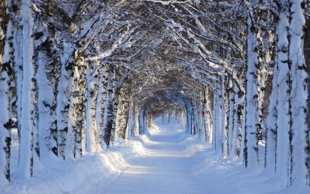 Snowy path trees person walking free wallpaper for desktop - medium preview image