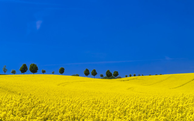 Sunflower field blue sky multiple free wallpaper for desktop - medium preview image