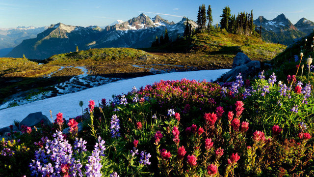 Mountain landscape flowers stream snow free wallpaper for desktop - medium preview image