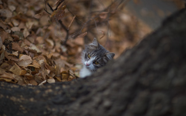 Cat peeking woods bokeh shallow free wallpaper for desktop - medium preview image