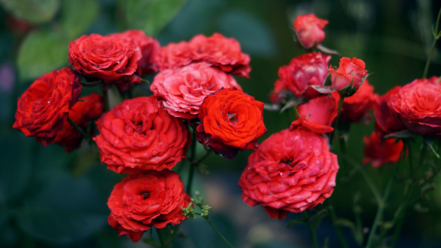 Red roses vase macro blurry free wallpaper for desktop - medium preview image